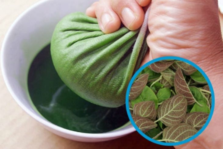 Dùng nước lá mơ lông chữa viêm đại tràng