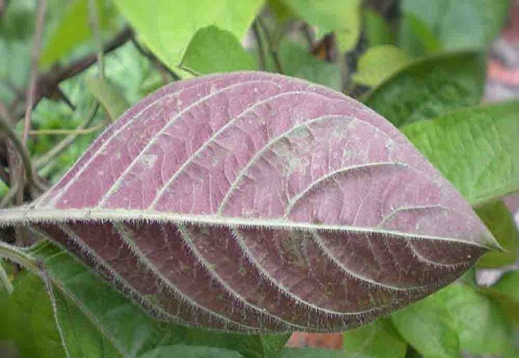 Dùng lá mơ chữa bệnh dạ dày