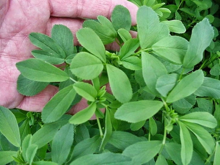 Cây thảo linh lăng tốt cho nam giới