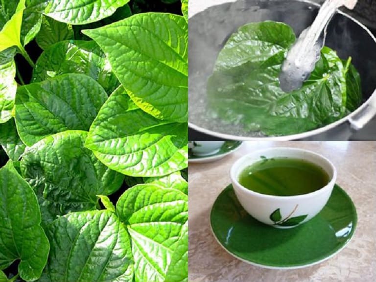 Sắc lá lốt uống giảm Gout