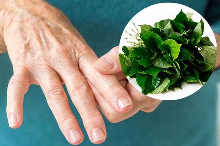 Cần lưu ý gì khi dùng lá lốt trừ khử Gout