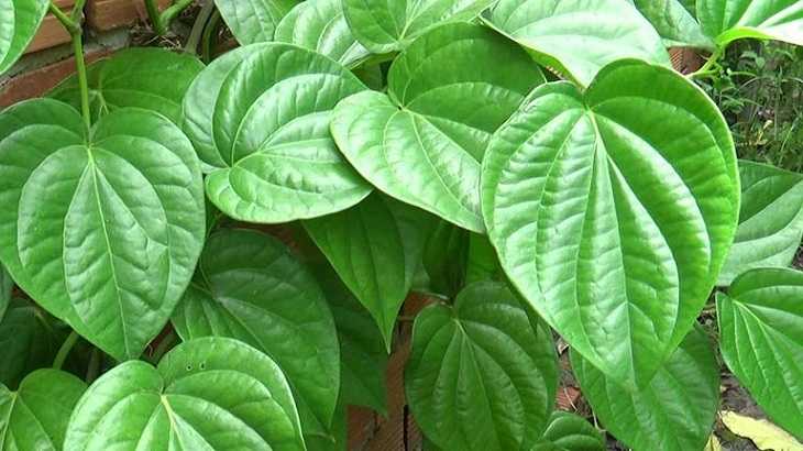 Mẹo chữa vảy nến bằng lá trầu không