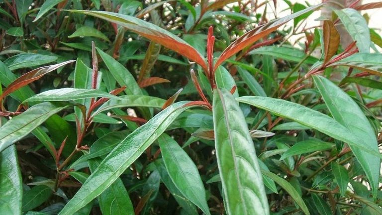 Cây hoàn ngọc được dùng để chữa viêm đại tràng