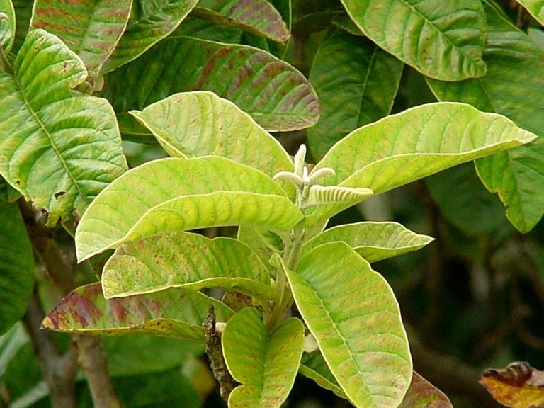 Búp lá ổi non rất tốt cho đại tràng