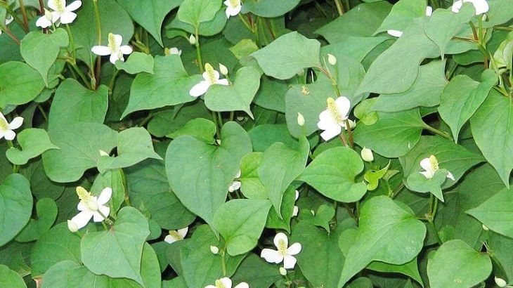 Rau diếp cá - cách hay điều trị viêm tai giữa tại nhà