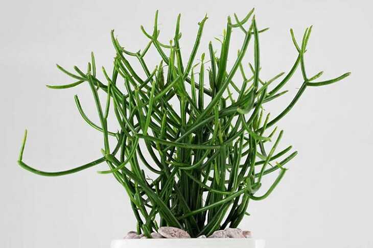 Hình ảnh cây giao có tác dụng điều trị viêm xoang