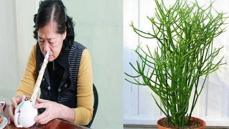 Nên thực hiện xông cây giao ngay khi hơi vừa bốc lên