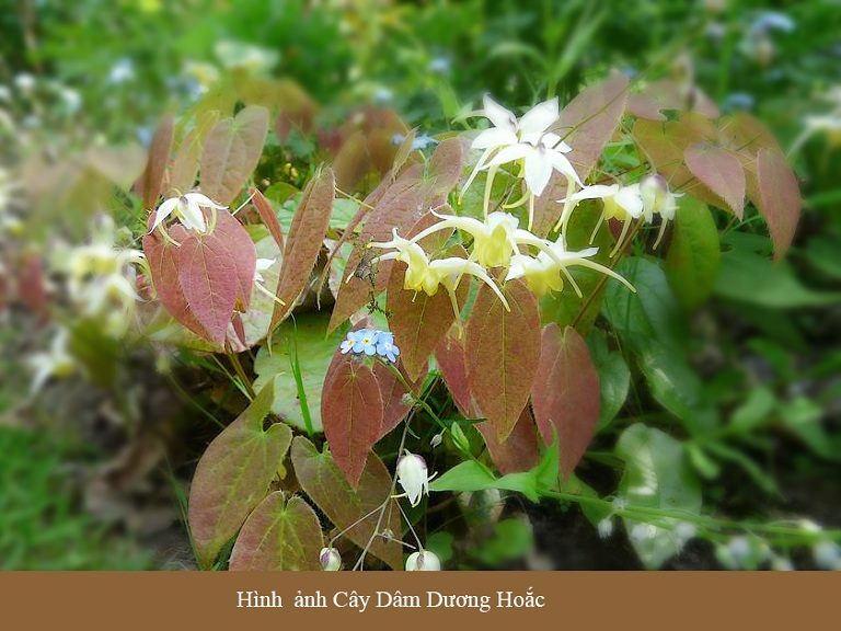 chữa xuất tinh sớm bằng Đông y Dâm dương hoắc tốt cho người bị xuất tinh sớm