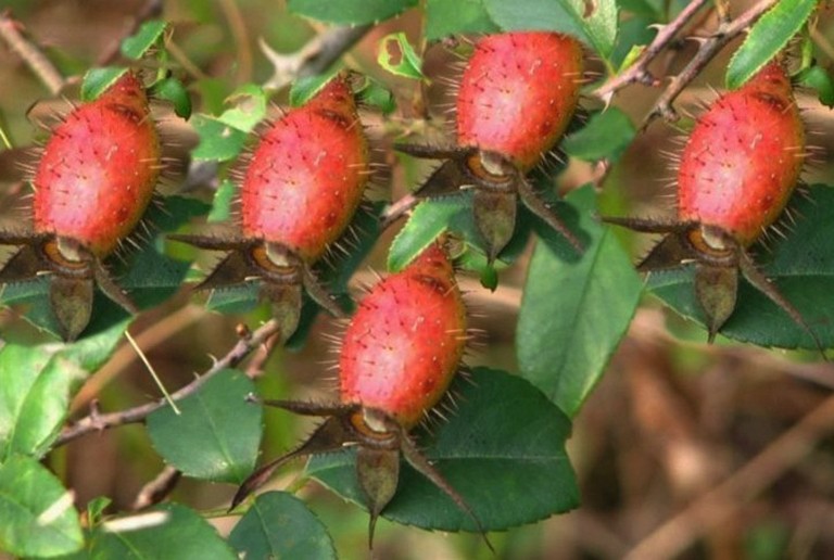 chữa xuất tinh sớm bằng Đông y