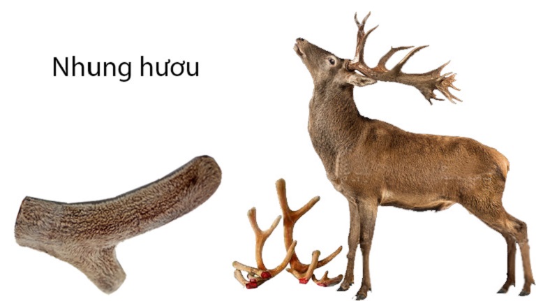 Nhung hươu kết hợp củ mài và một số vị thuốc khác xử lý xuất tinh sớm hiệu quả Nhung hươu kết hợp củ mài và một số vị thuốc khác xử lý xuất tinh sớm hiệu quả