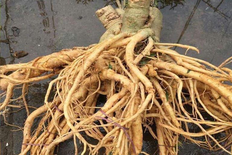 Rễ đinh lăng biết đến với công dụng tăng cường tuần hoàn và chữa yếu sinh lý hiệu quả
