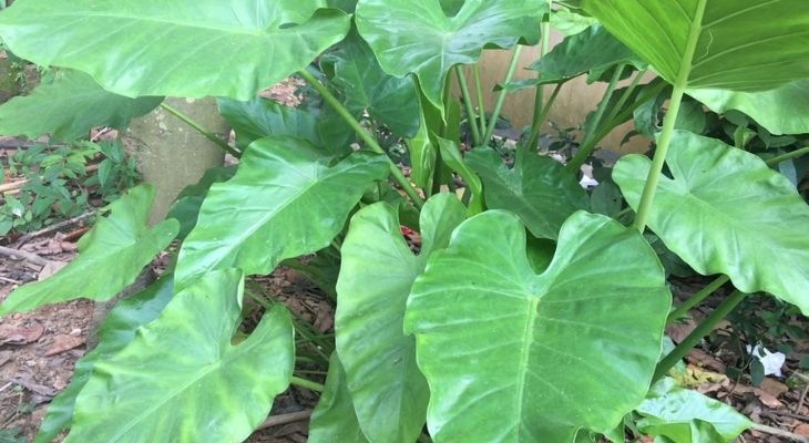 Những lợi ích tuyệt vời của củ ráy