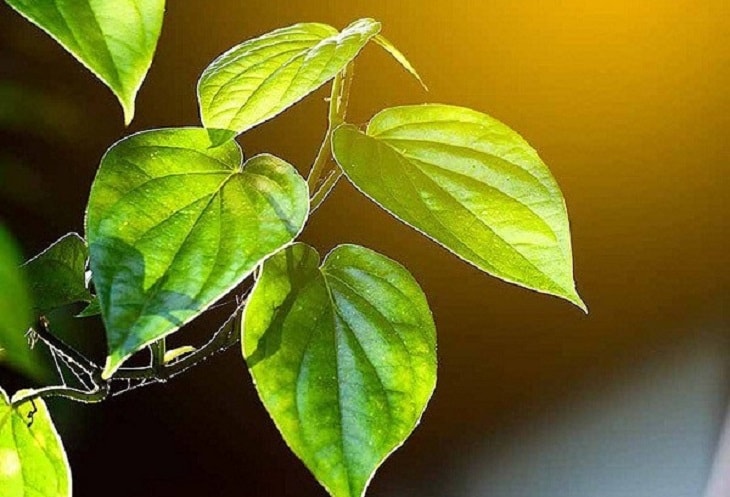 Điều trị vảy phấn hồng đơn giản bằng lá trầu không