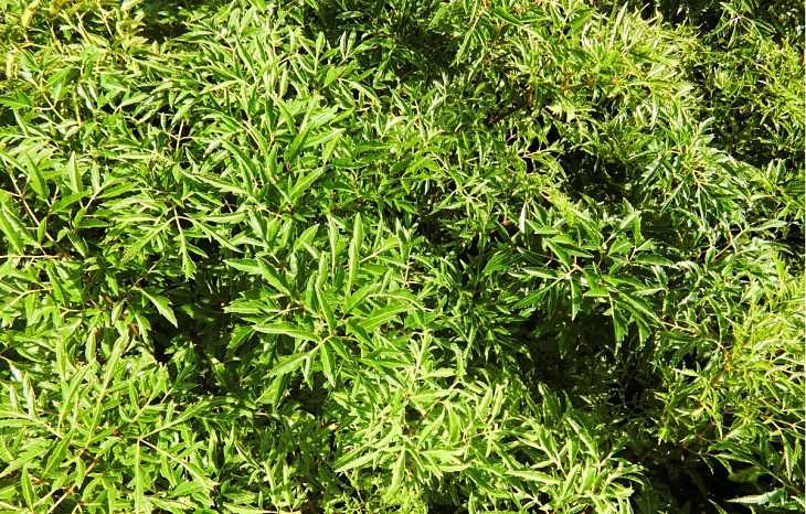 Bài thuốc chữa á sừng từ đinh lăng và huyết dụ
