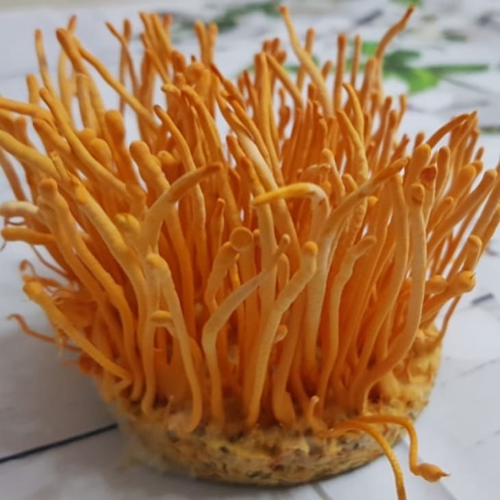 Đông trùng Mỹ được nuôi cấy trong điều kiện tiêu chuẩn có hàm lượng dinh dưỡng và dược tính cao Đông trùng Mỹ được nuôi cấy trong điều kiện tiêu chuẩn có hàm lượng dinh dưỡng và dược tính cao