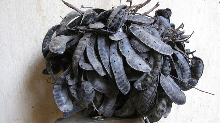 Bạn có thể sử dụng bồ kết để chữa bệnh á sừng da đầu