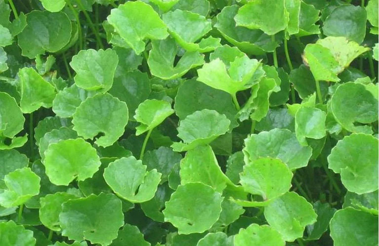 Rau má giúp giải độc, mát gan, chống dị ứng hiệu quả