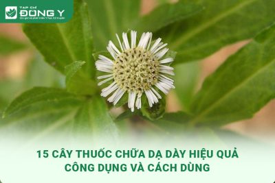 cay-thuoc-chua-da-day