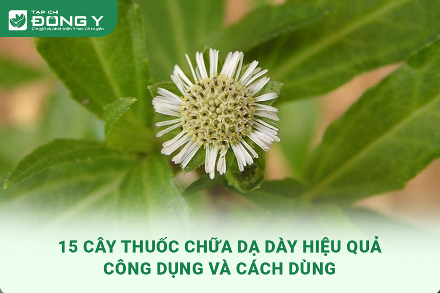 cay-thuoc-chua-da-day