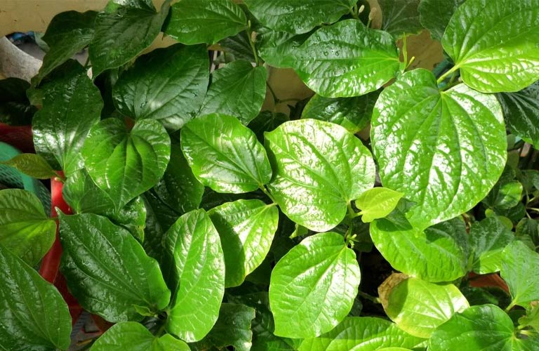 Thành phần trong loại lá trầu không có tác dụng kháng viêm, hạn chế nhiễm trùng