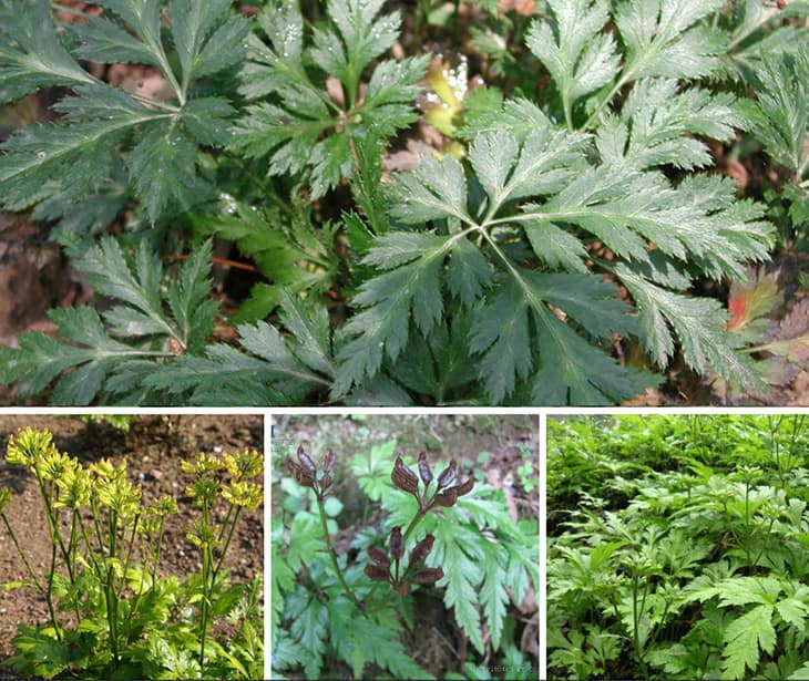 Hoàng liên có tác dụng tốt trong việc điều trị các bệnh lý về dạ dày do khuẩn HP Hoàng liên có tác dụng tốt trong việc điều trị các bệnh lý về dạ dày do khuẩn HP