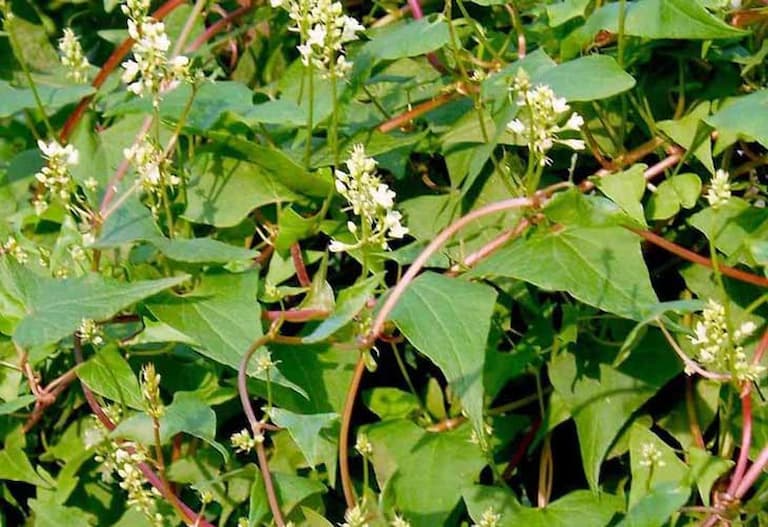 Hà thủ ô là loại dược liệu quý trong chữa trị bệnh á sừng khi mang thai 