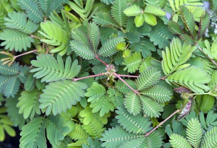 bai-thuoc-nam-chua-gai-cot-song bai-thuoc-nam-chua-gai-cot-song