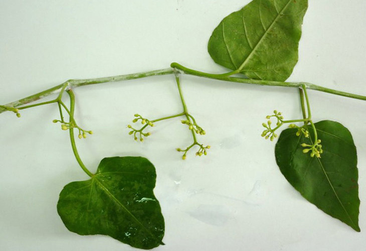 bai-thuoc-nam-chua-gai-cot-song bai-thuoc-nam-chua-gai-cot-song