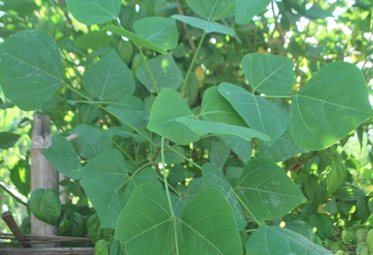 la-vong-chua-benh-tri la-vong-chua-benh-tri