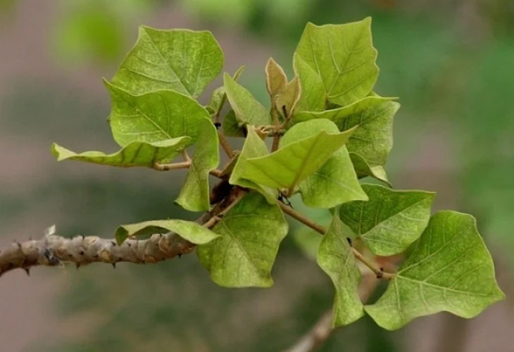 la-vong-chua-benh-tri la-vong-chua-benh-tri