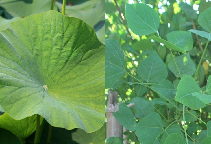 la-vong-chua-benh-tri la-vong-chua-benh-tri