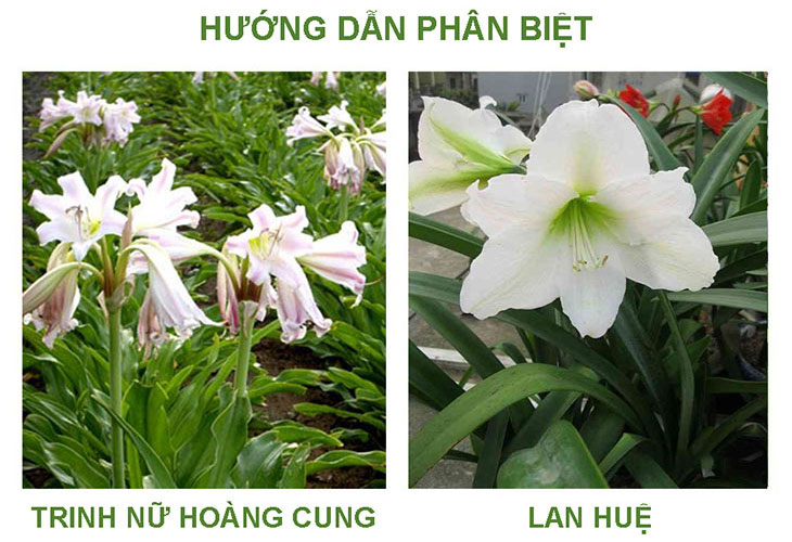 trinh-nu-hoang-cung