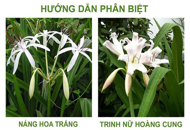 trinh-nu-hoang-cung
