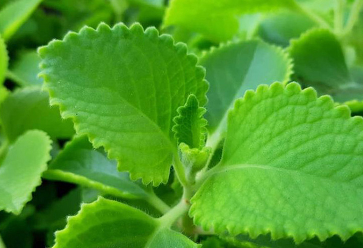 chua-viem-hong-hat-bang-thuoc-nam chua-viem-hong-hat-bang-thuoc-nam