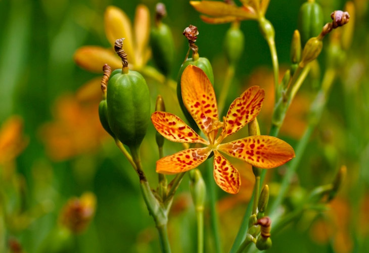 chua-viem-hong-hat-bang-thuoc-nam chua-viem-hong-hat-bang-thuoc-nam