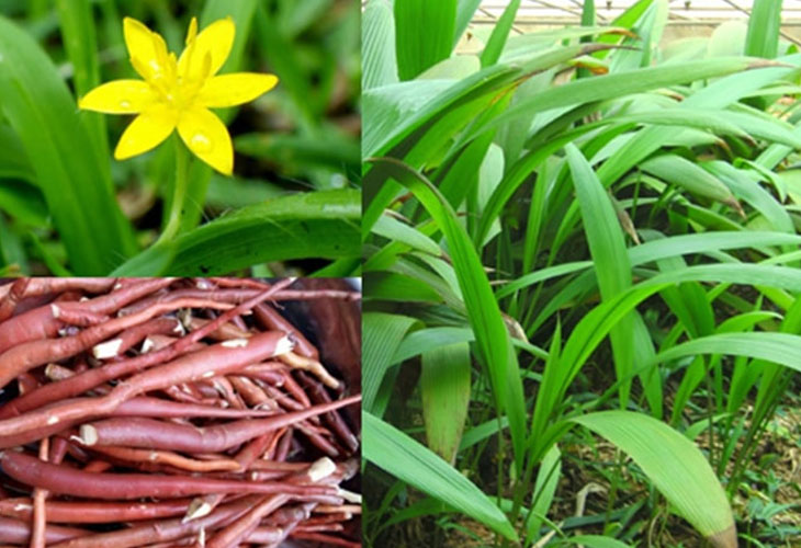 thuoc-nam-chua-roi-loan-cuong-duong thuoc-nam-chua-roi-loan-cuong-duong