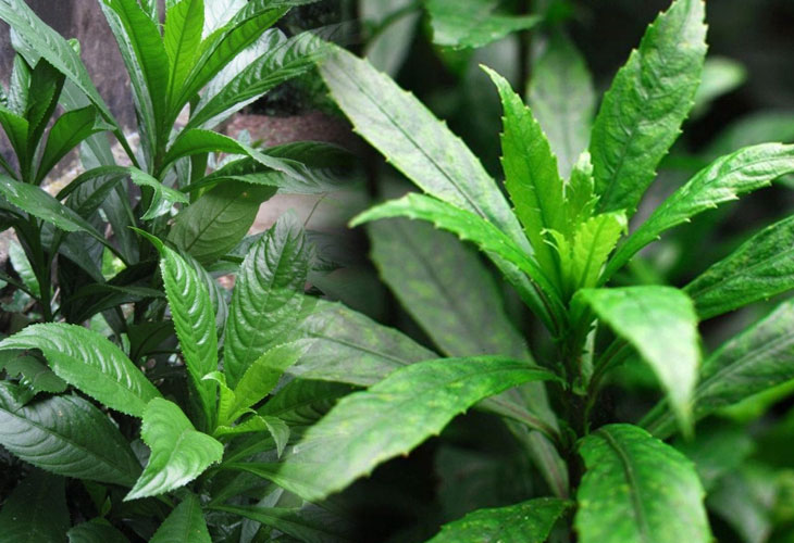 chua-viem-hong-hat-bang-thuoc-nam chua-viem-hong-hat-bang-thuoc-nam