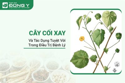 cay-coi-xay