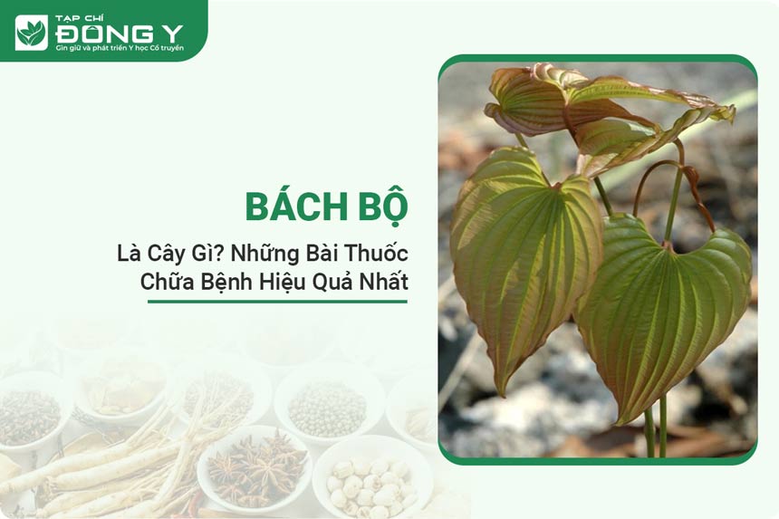 bach-bo
