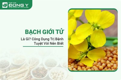 bach-gioi-tu