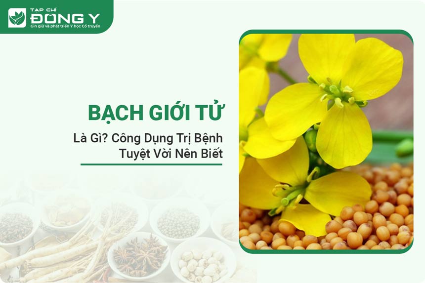 bach-gioi-tu