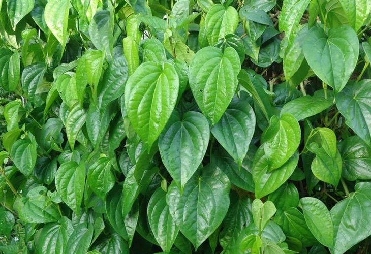 gout-man-tinh