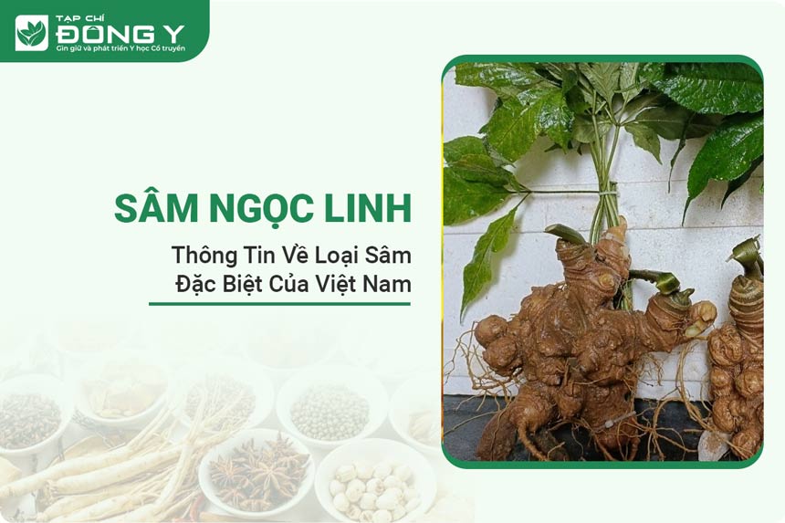 sam-ngoc-linh