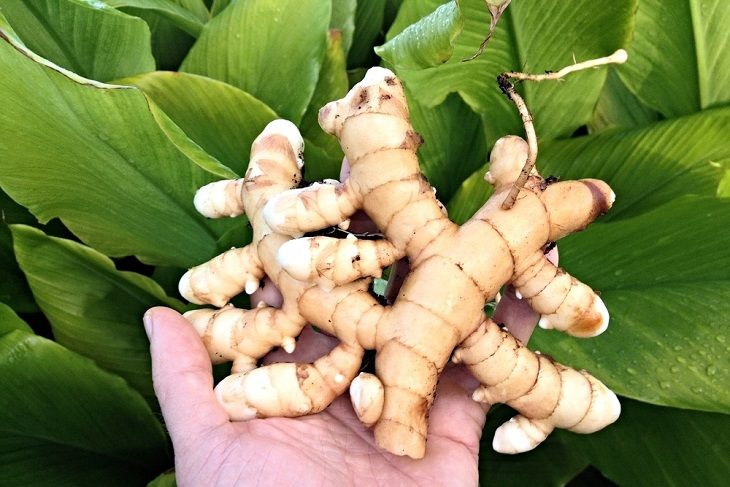 Dùng nghệ trắng chữa bệnh dạ dày