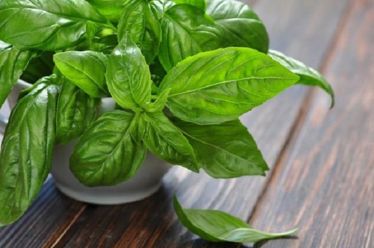 Lá húng quế chữa bệnh phụ khoa hiệu quả
