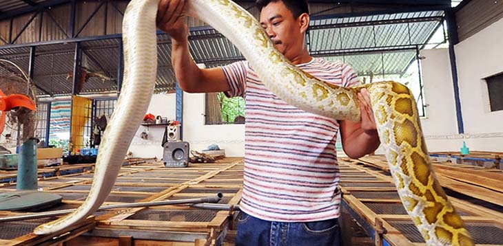 Tác dụng điều trị các bệnh xương khớp, lưu thông khí huyết