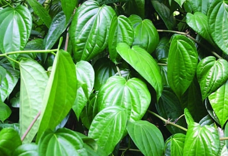 ngua-nach