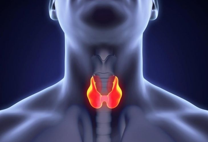 Hormone tuyến giáp đóng vai trò cực kỳ quan trọng đối với cơ thể