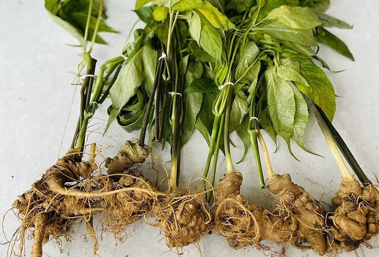 Sâm Ngọc Linh có giá trị dưỡng chất rất cao