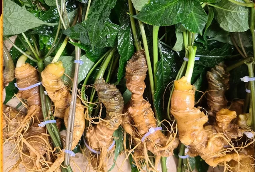 Sâm Ngọc Linh trong tự nhiên được tìm thấy nhiều ở núi Ngọc Linh